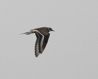 8-4-07 Killdeer 0098.JPG