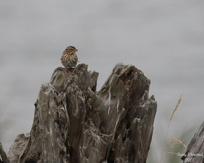 8-4-07 sparrow on log 0201.JPG