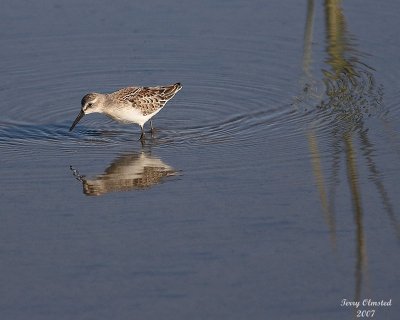 8-13-07 Dunlin_0477r.jpg