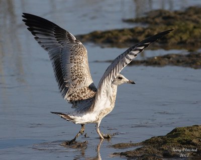 8-13-07 Gull _0483r.jpg
