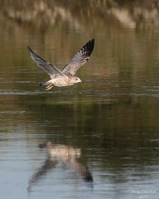 8-13-07 Gull flight0365.JPG