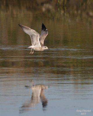 8-13-07 Gull takeoff0364.JPG