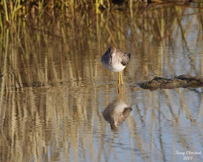 8-13-07 Yellow legs 0420r.JPG