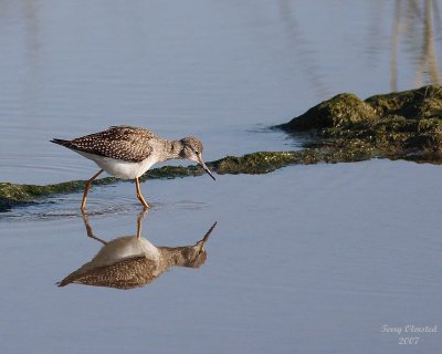 8-13-07 Yellow legs 0438 c2r.JPG