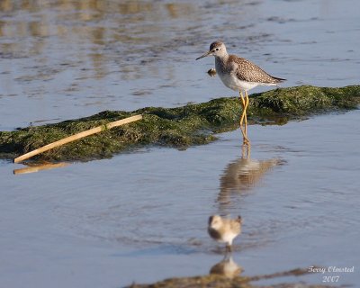8-13-07 Yellow legs 0456r.jpg