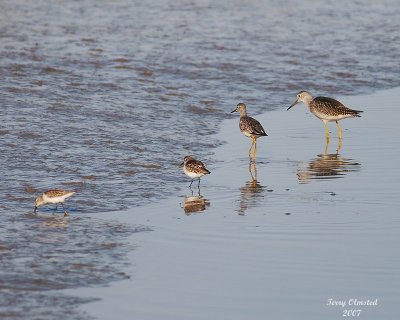 8-13-07 greater and lesser yellowlegs, sanderlings 0519.jpg