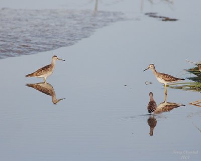 8-13-07 pair yellowlegs0517r.jpg