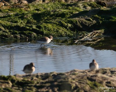 8-13-07 sanderling 0357r.JPG