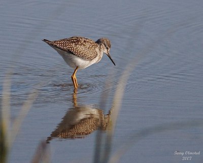 Shorebirds of the Skagit Flats