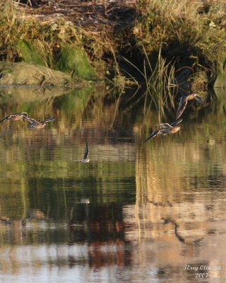 8-14-07 dowitchers_0280r.JPG