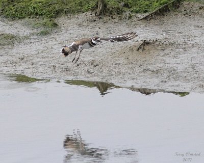8-24-07 killdeer flight0746.JPG