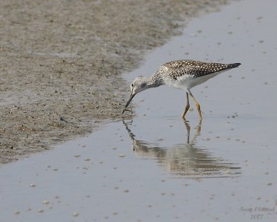 8-24-07 yellowlegs 0772.JPG