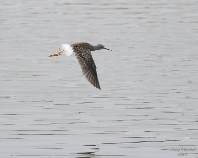 8-24-07 yellowlegs flight0753.JPG