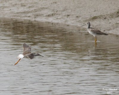 8-24-07 yellowlegs flight0754.JPG