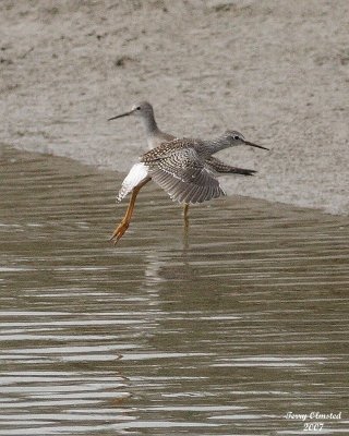8-24-07 yellowlegs flight0755.JPG