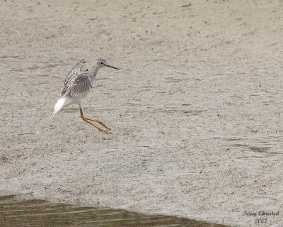 8-24-07 yellowlegs flight0756.JPG