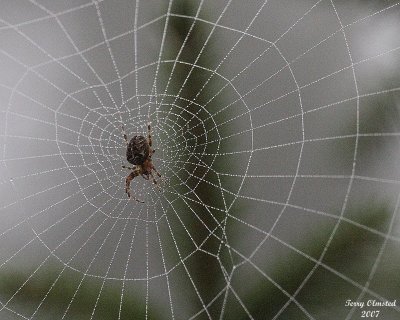 9-26-07 foggy day spider_1532.jpg