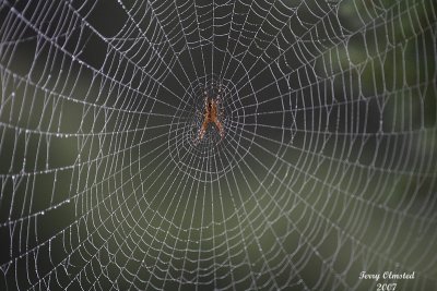9-26-07 foggy day spider_1541 ff.JPG