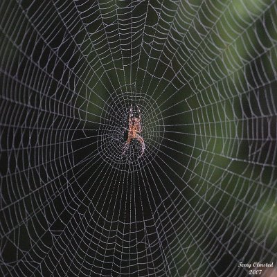 9-26-07 foggy day spider_1543.JPG