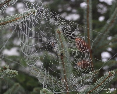 9-26-07 foggy day spider_1554c1.JPG