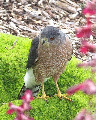 10-11-07 coopers hawk_1765r.jpg