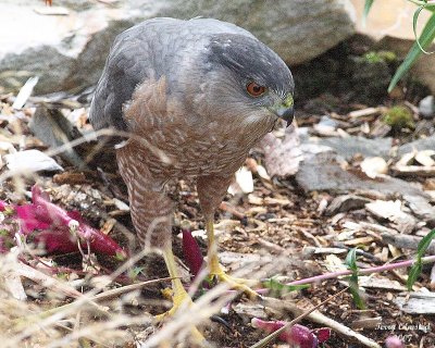 10-11-07 coopers hawk_1774r.jpg