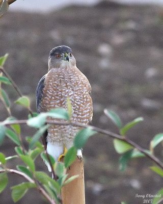 10-11-07 coopers hawk_1783r.jpg