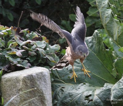 10-11-07 coopers hawk_flt 1763r.jpg