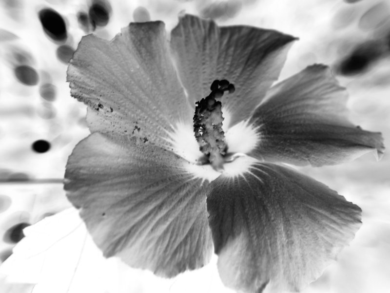 Hibiscus Ambient Achromatic August I