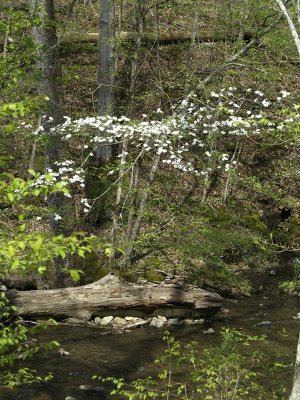 Dogwood and Stream