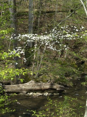 Dogwood and Stream