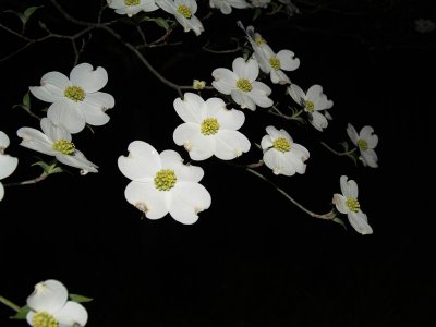 Dogwood Flowers