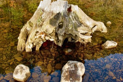 Stump in the river