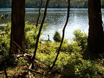 Goose at Radner Lake