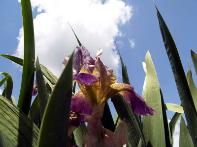 Purple Iris, Blue Sky