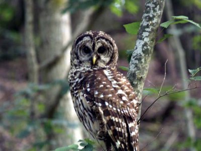 Owl at Radnor Lake