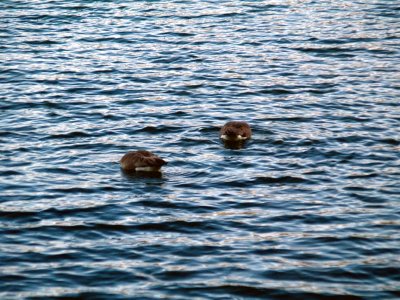 A Day at Radnor Lake