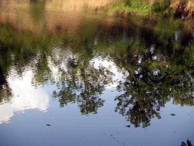 Harpeth River Reflection