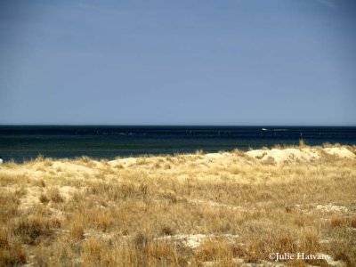 Chesepeake Bay Dunes
