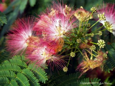 Mimosa Bloom