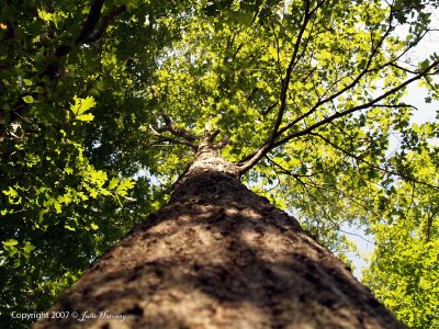 Straight Up - Tree