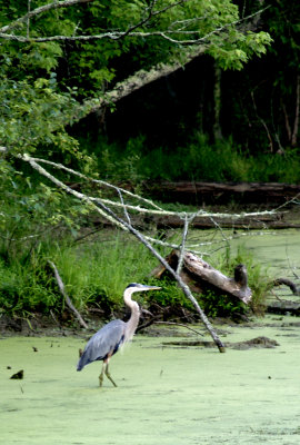 Blue Herron at Radnor Lake