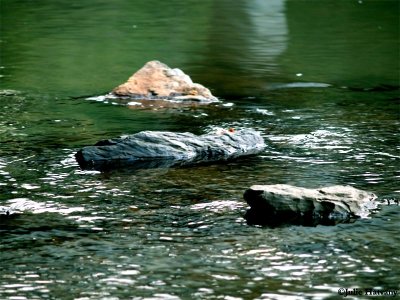 Rocks in the Harpeth River