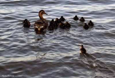 Ducks on Percy Priest Lake