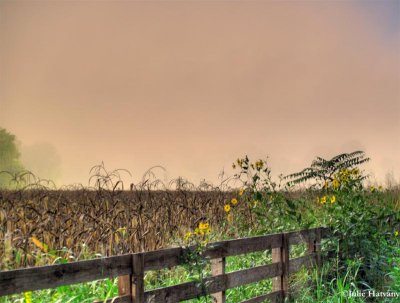 Fence, FLower and FOg