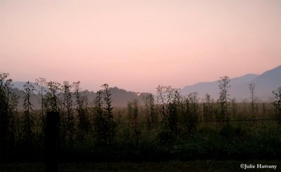 Sunrise in Cade's Cove