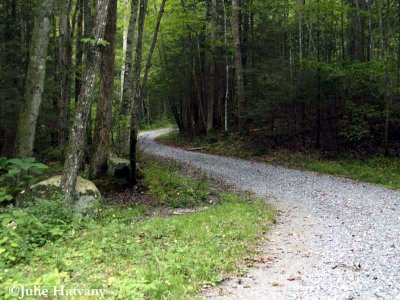 Elkmont01