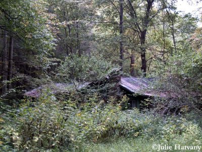 Elkmont12