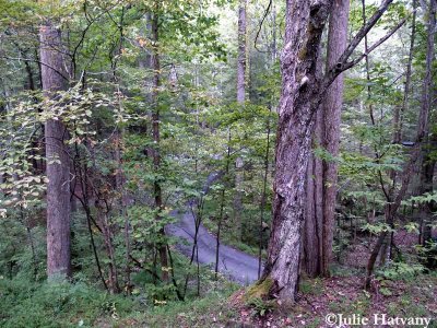 Elkmont38