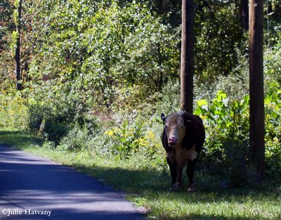 Road Block